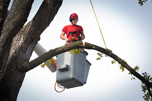 How Our Tree Care Process Works  in  Happy Valley, OR